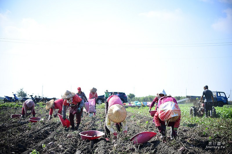 每一次低頭都是向土地致敬！體驗農人們的蕃薯精神_img_22